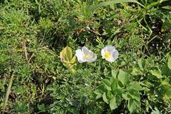 Papaver sokolovskajae