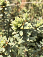 Thymelaea tinctoria