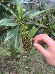 Escallonia pendula