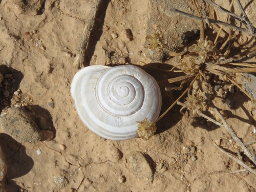 Eobania constantina