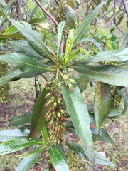 Escallonia pendula