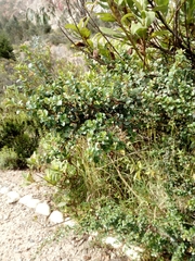 Schinus microphylla