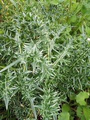 Acanthus spinosus