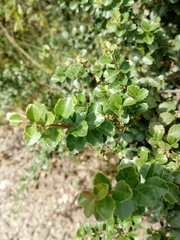 Schinus microphylla