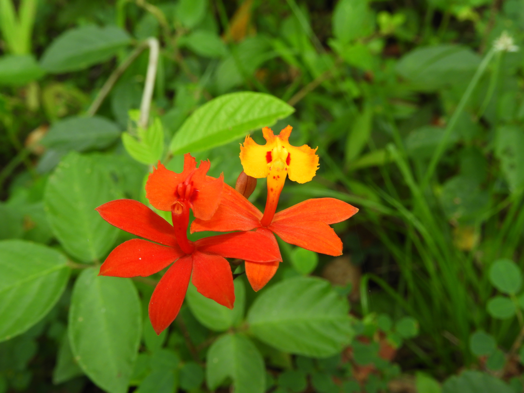 Epidendrum fulgens