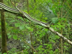 Thamnophis proximus