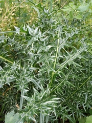 Acanthus spinosus