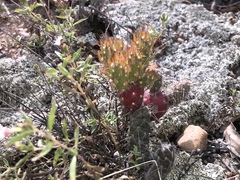 Austrocylindropuntia shaferi