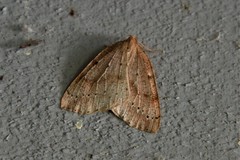 Thallophaga hyperborea