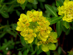 Euphorbia spinosa