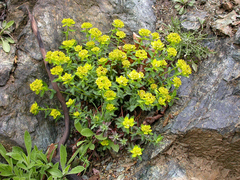 Euphorbia spinosa