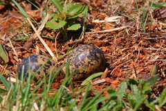 Vanellus coronatus