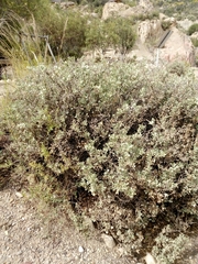 Atriplex rusbyi