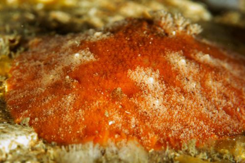 Geitodoris planata
