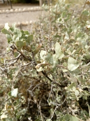 Atriplex rusbyi