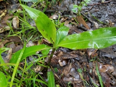 Commelina virginica