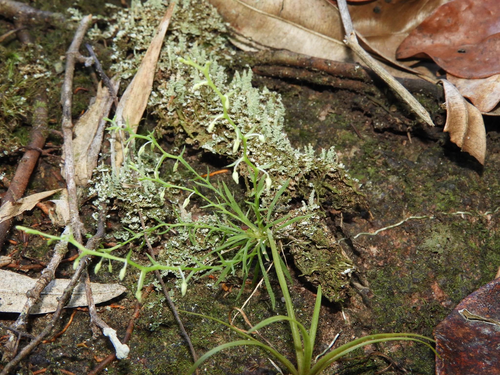 Phymatidium delicatulum