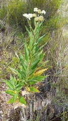Verbesina boliviana