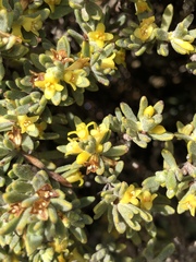 Thymelaea tinctoria