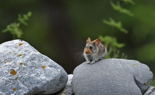 Chinese Red Pika