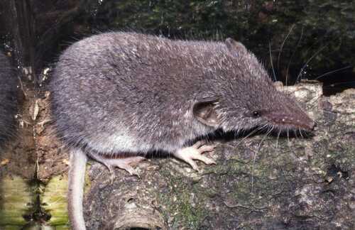 Güldenstädt's shrew