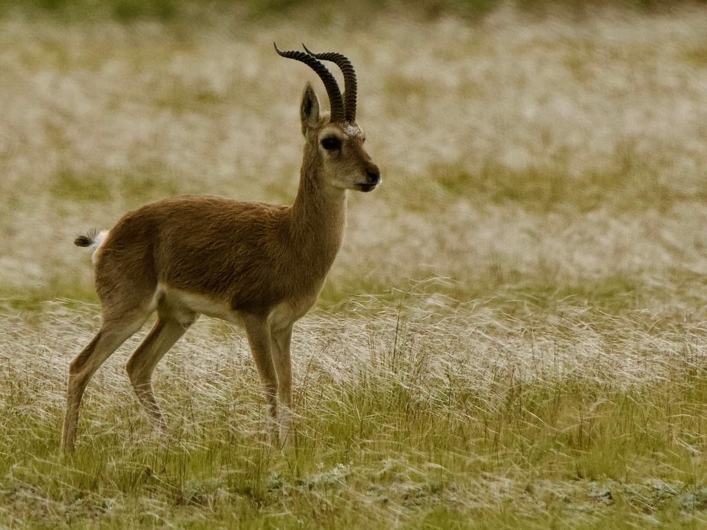 Tibetan Gazelle in August 2023 by Royle Safaris. Photographer Javier ...