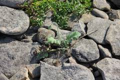 Papaver sokolovskajae