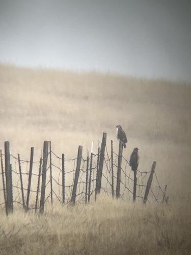 iNaturalist observation photo of Ferruginous Hawk