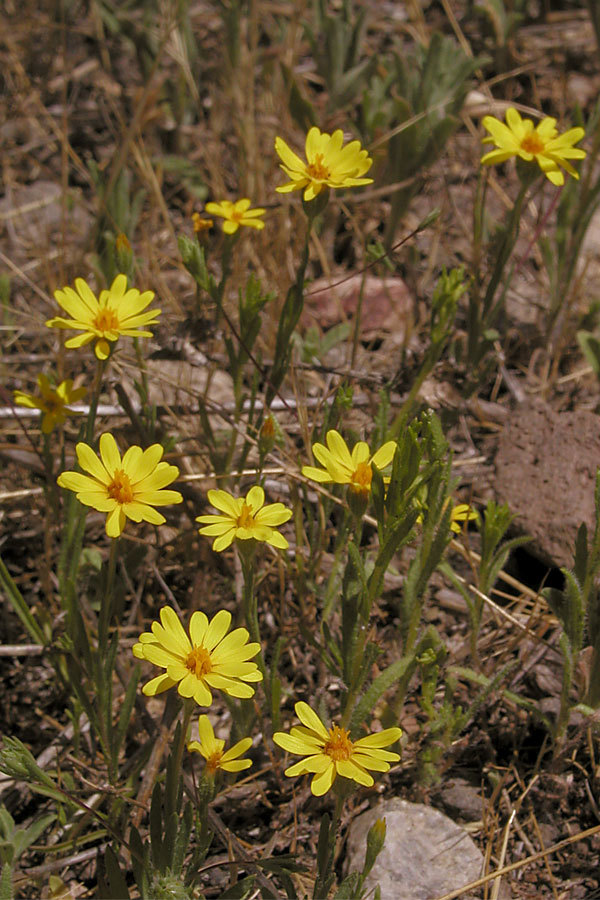Pentachaeta lyonii
