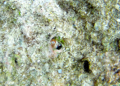 Nannosalarias nativitatis