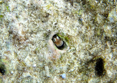 Nannosalarias nativitatis