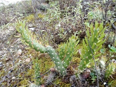 Austrocylindropuntia shaferi