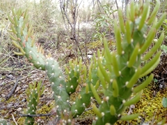 Austrocylindropuntia shaferi