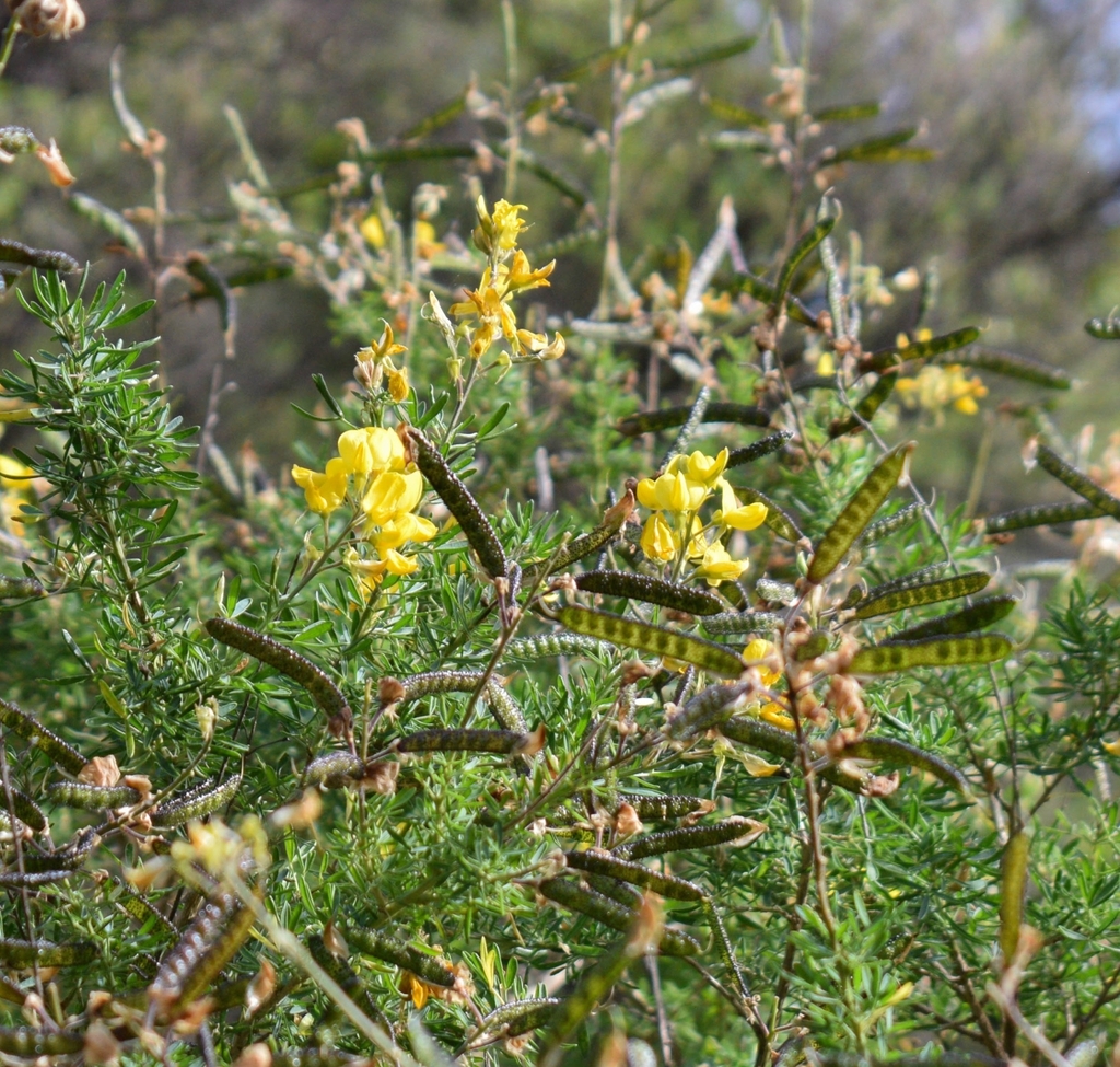 Adenocarpus ombriosus