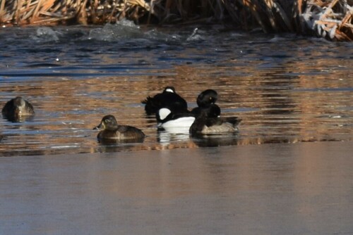 Bufflehead photographed in New Mexico