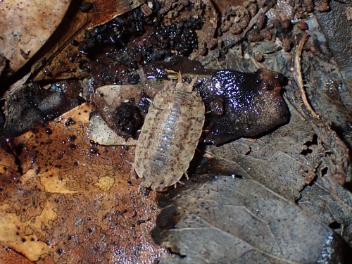 Porcellio anagae