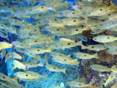 Lutjanus ehrenbergii