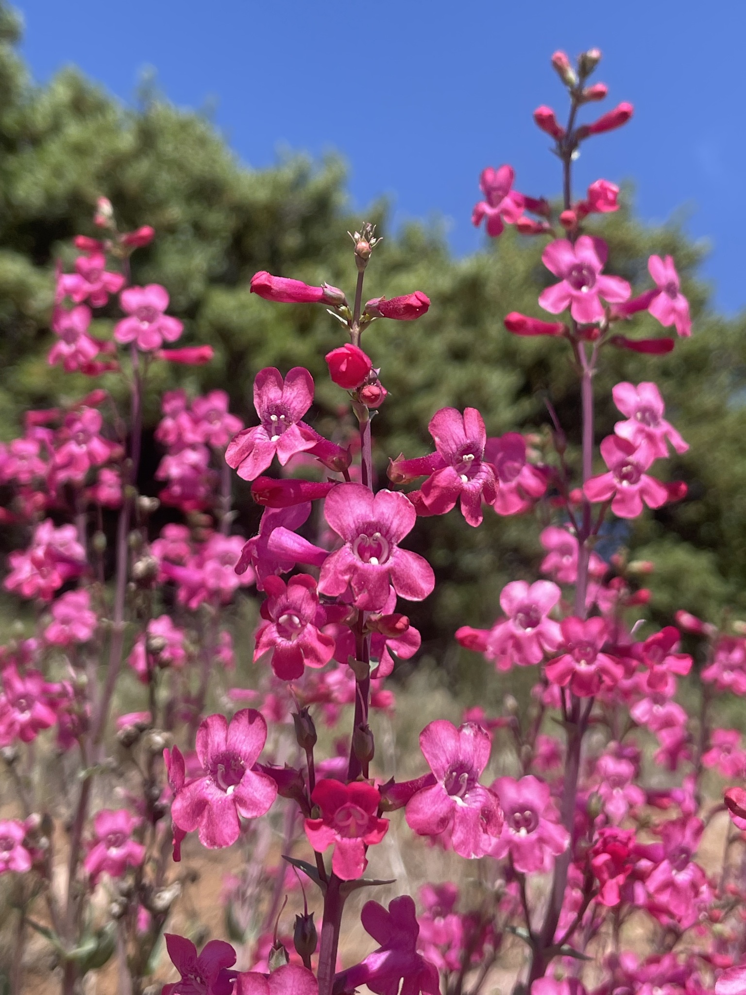 Penstemon confusus