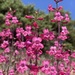 Penstemon confusus - Photo (c) Zachary Nielsen, some rights reserved (CC BY-NC), uploaded by Zachary Nielsen
