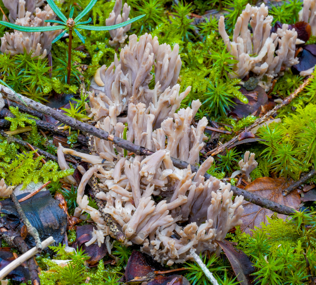 Clavulina reae
