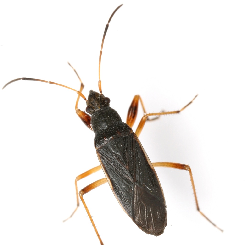 Zeridoneus knulli