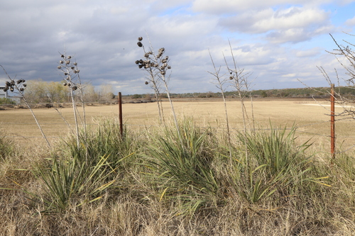 Yucca necopina