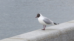 Chroicocephalus ridibundus