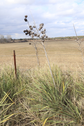 Image of Yucca necopina by (c) Reid Hardin, some rights reserved (CC BY)