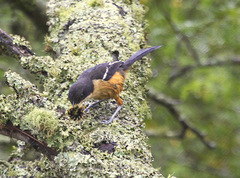 Laniarius ferrugineus ferrugineus