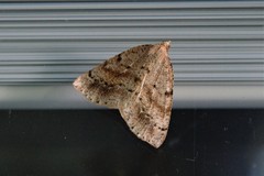 Thallophaga hyperborea