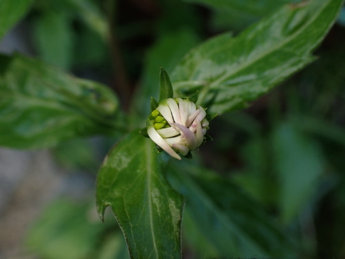 Aster savatieri iNat (3)
