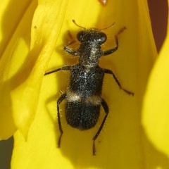 Phyllobaenus wickhami