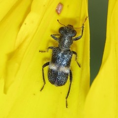 Phyllobaenus wickhami