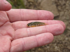 Cyprinodon variegatus variegatus